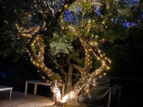 tree fairylights