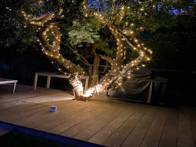 tree fairylights